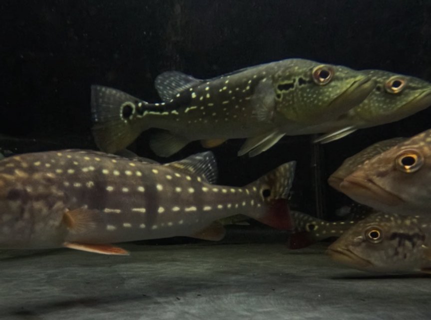 IMG_7417.jpeg IMG_7417.jpeg