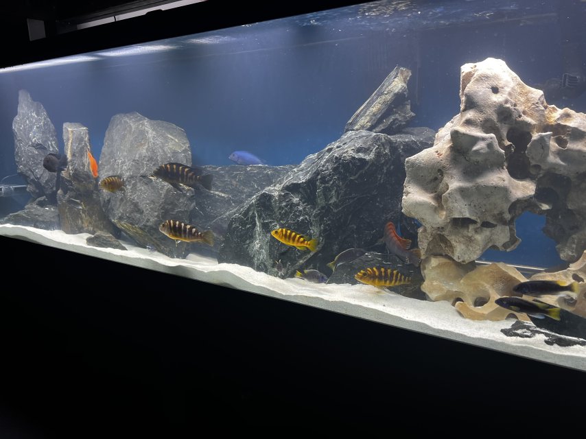 IMG_0734.jpeg IMG_0734.jpeg