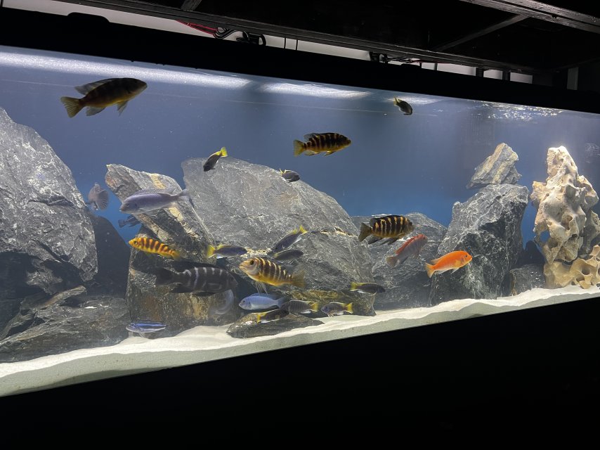 IMG_0736.jpeg IMG_0736.jpeg