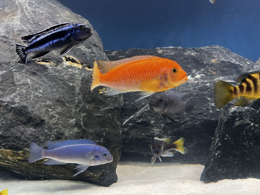 IMG_0739.jpeg IMG_0739.jpeg