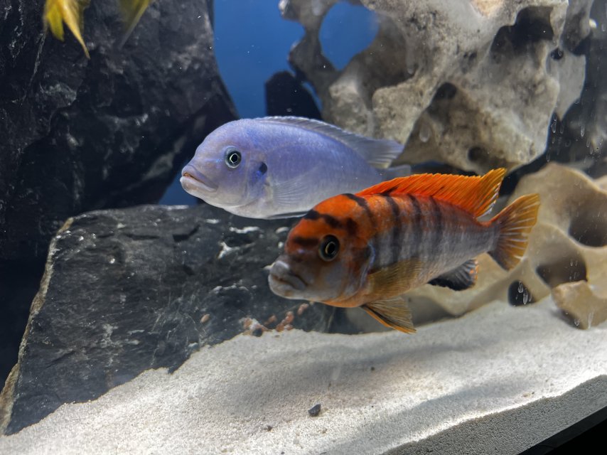 IMG_0751.jpeg IMG_0751.jpeg