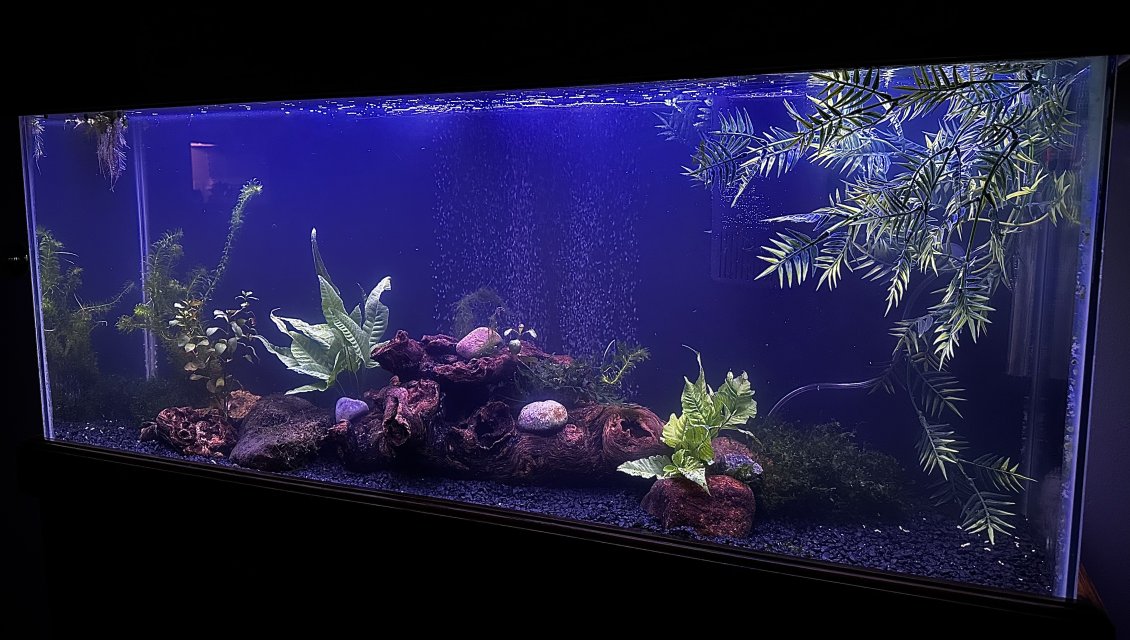 Planted Tank 1.jpeg