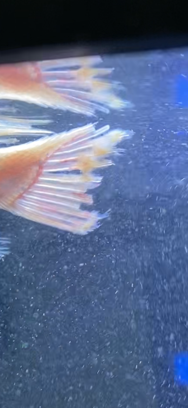 IMG_4733.png IMG_4733.png