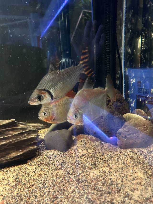 IMG_8864.jpeg IMG_8864.jpeg