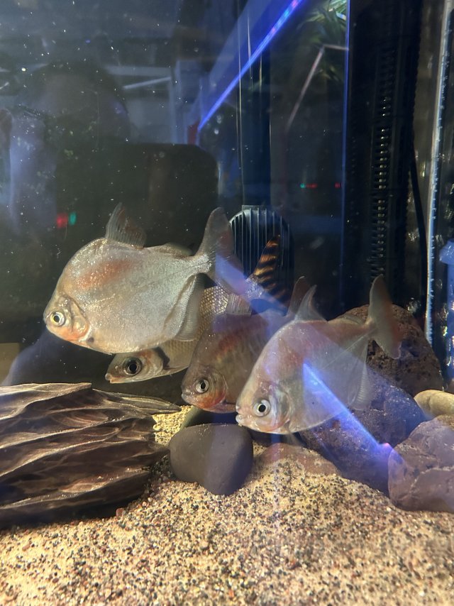 IMG_8863.jpeg IMG_8863.jpeg