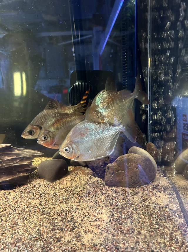 IMG_8861.jpeg IMG_8861.jpeg