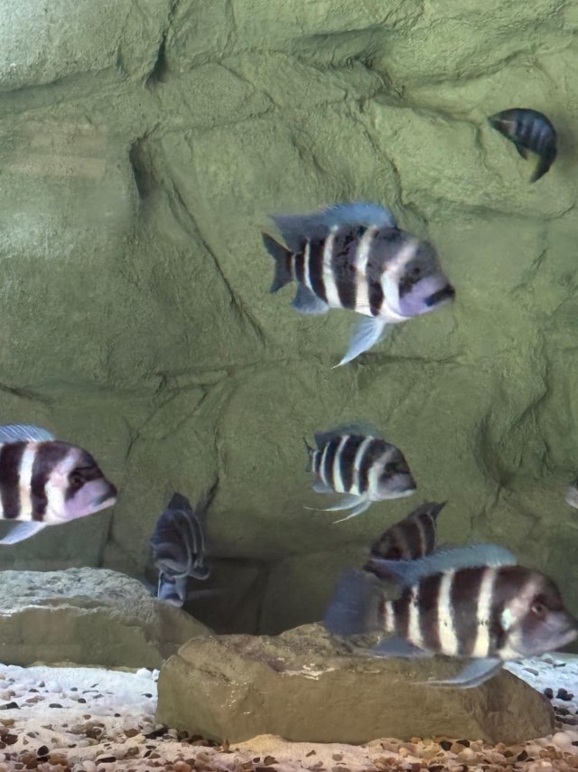 750gal 2025-09-18  (16).jpeg