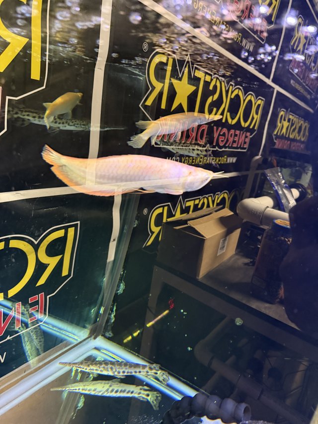 IMG_7188.jpeg IMG_7188.jpeg