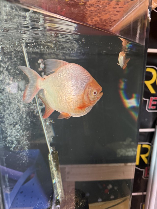 IMG_5839.jpeg IMG_5839.jpeg