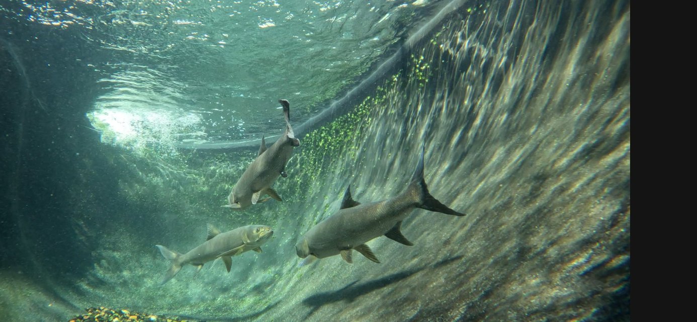 IMG_6810.jpeg IMG_6810.jpeg