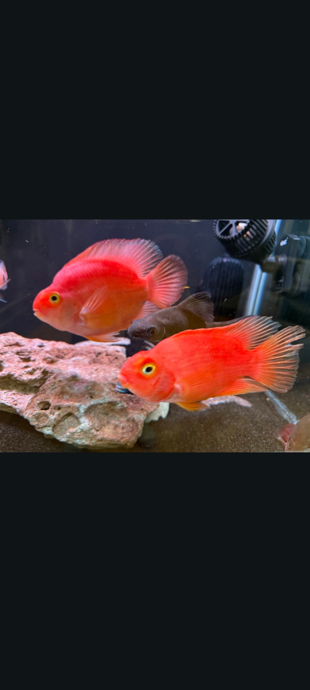 1000006478.png 1000006478.png