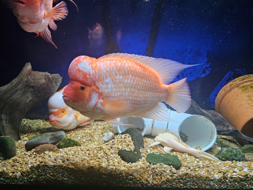 1000158568.jpg 1000158568.jpg