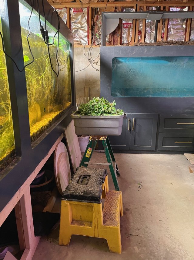 More and more Water Lettuce.jpg