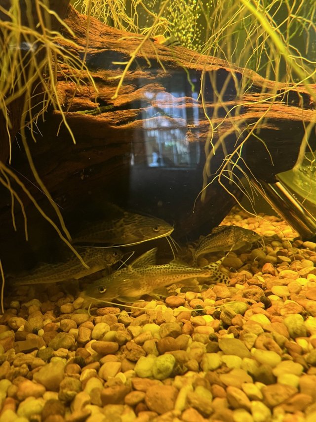 Pictus among us.jpg Pictus among us.jpg