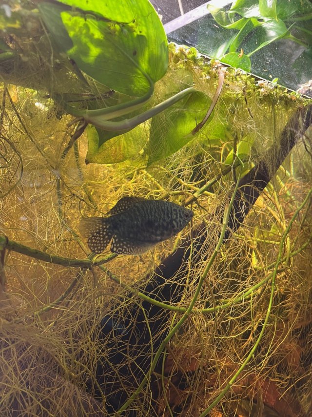 Blue Gourami in the roots.jpg Blue Gourami in the roots.jpg