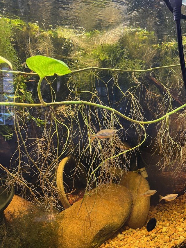 pothos roots.jpg pothos roots.jpg