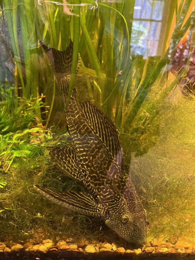 Pleco bigger than before.jpg Pleco bigger than before.jpg