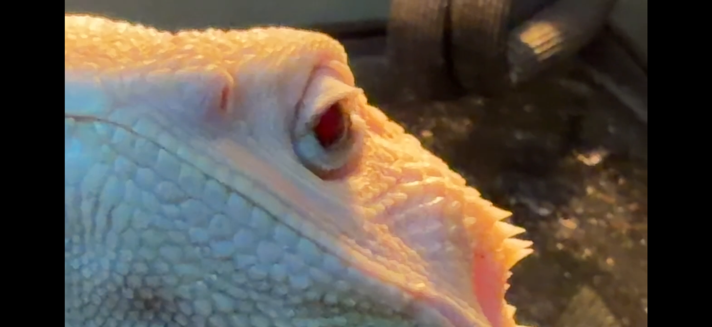 IMG_1056.png IMG_1056.png