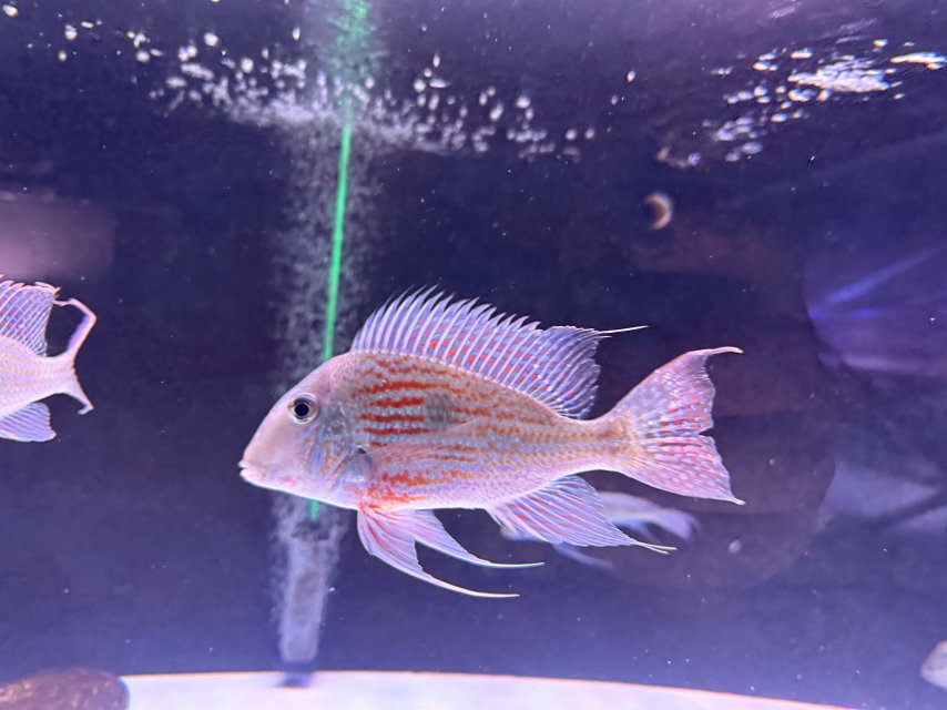 IMG_4982.jpeg IMG_4982.jpeg