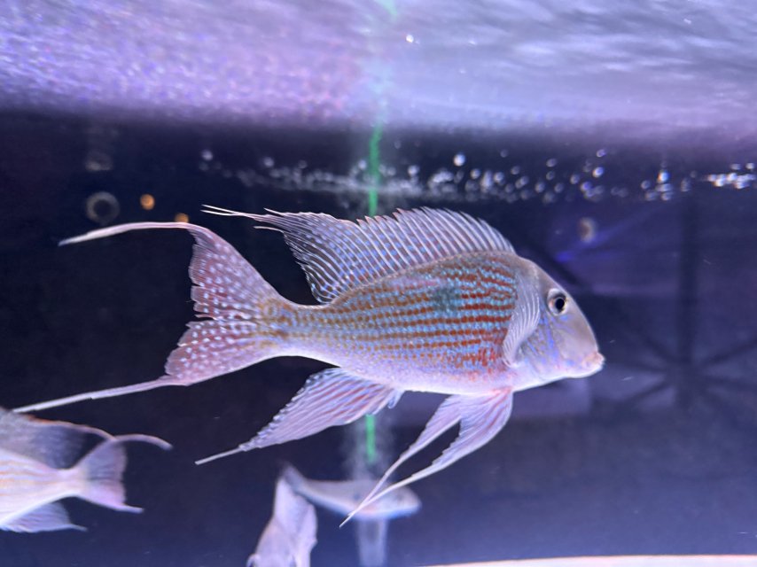 IMG_4981.jpeg IMG_4981.jpeg