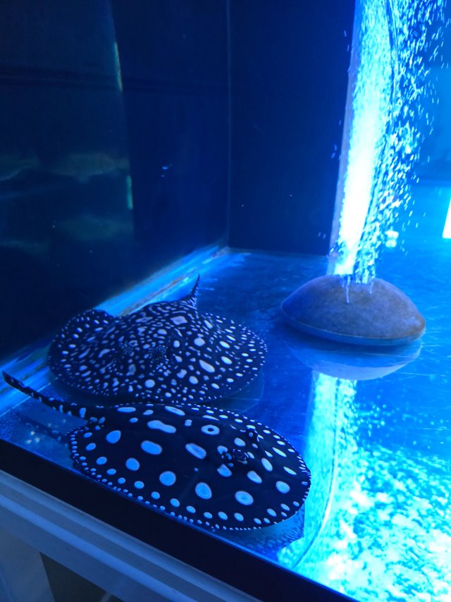 1000011231.jpg 1000011231.jpg