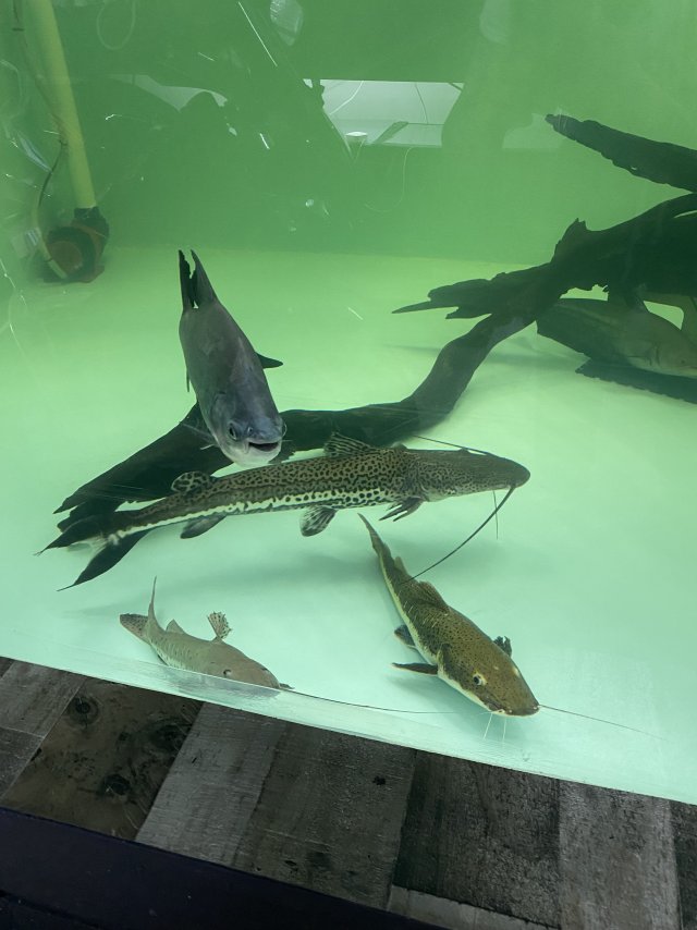 IMG_8511.jpeg IMG_8511.jpeg