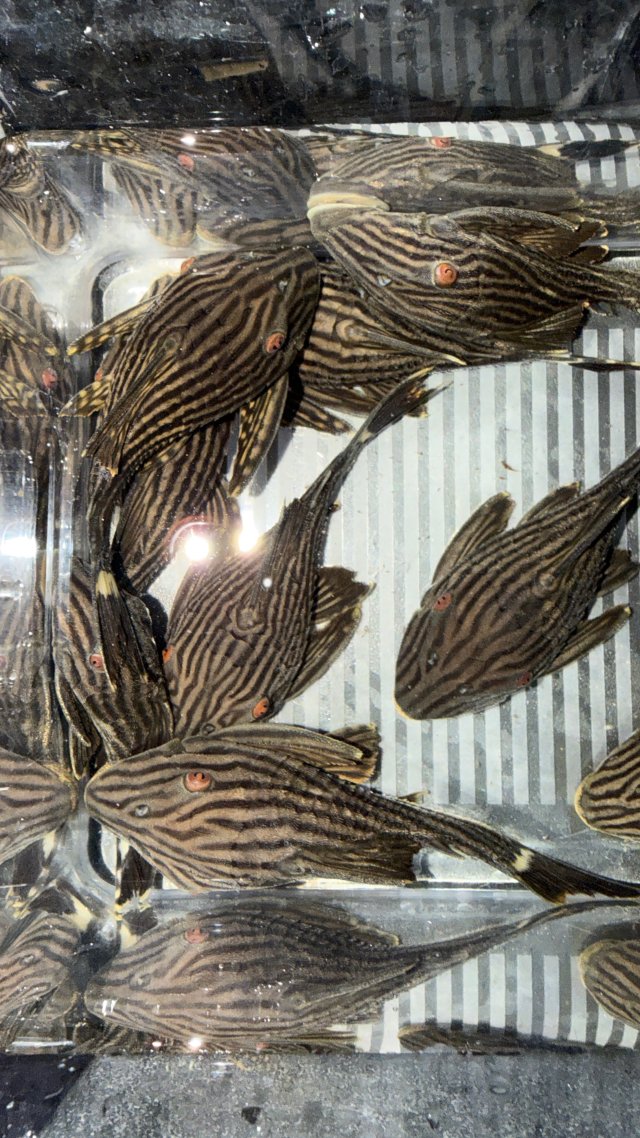 IMG_5288.jpeg IMG_5288.jpeg