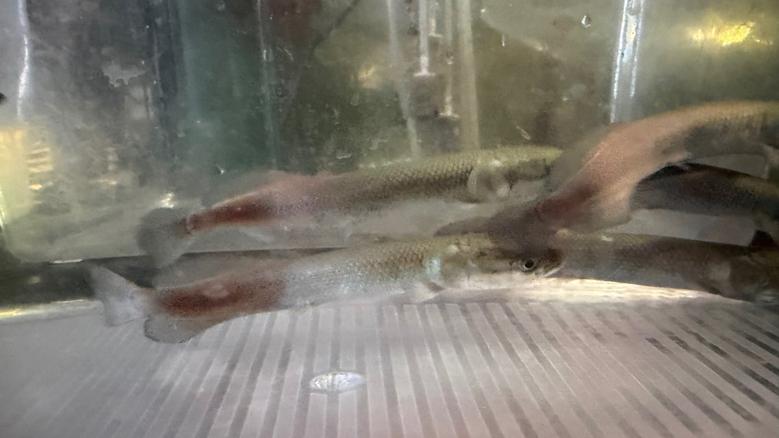 IMG_5279.jpeg IMG_5279.jpeg