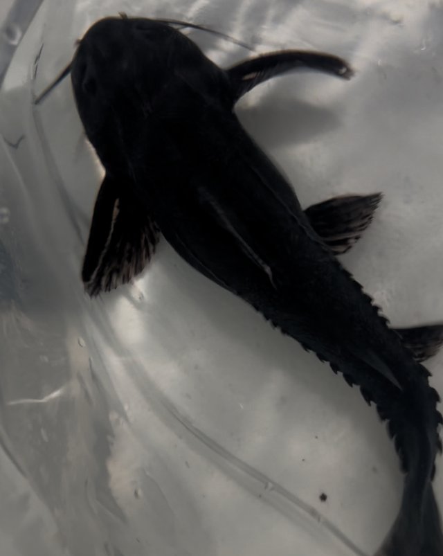 IMG_4629.jpeg IMG_4629.jpeg