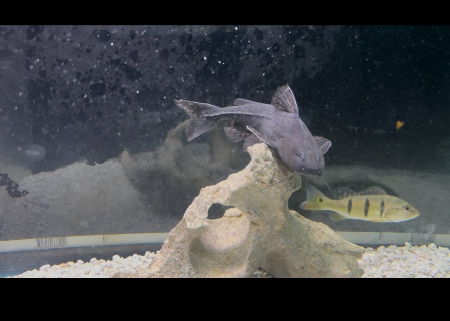 IMG_4631.jpeg IMG_4631.jpeg