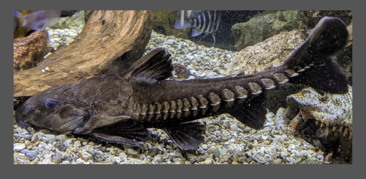 IMG_7012.jpeg IMG_7012.jpeg