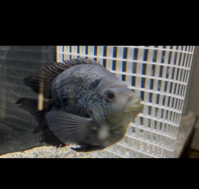 IMG_4646.jpeg IMG_4646.jpeg