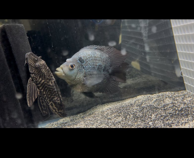 IMG_4645.jpeg IMG_4645.jpeg