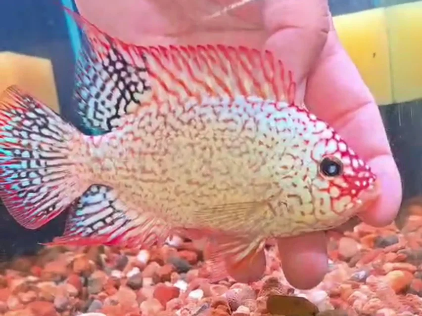 Super Red Texas. Male Fertile P.1.webp Super Red Texas. Male Fertile P.1.webp