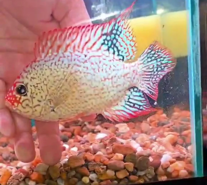 Super Red Texas. Male Fertile P.2.webp Super Red Texas. Male Fertile P.2.webp