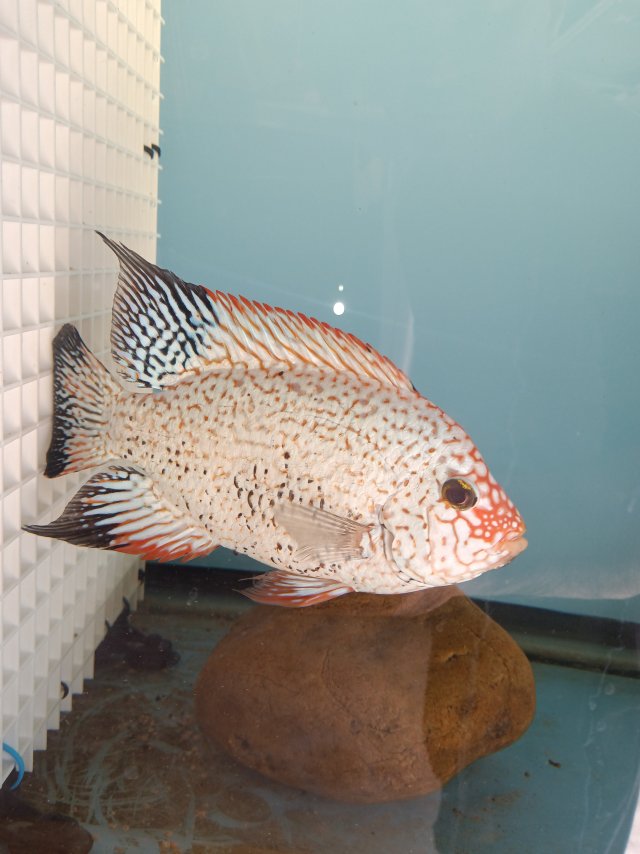 IMG_20260204_141241.jpg IMG_20260204_141241.jpg