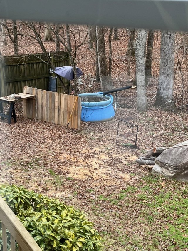 Over wintered just fine.jpg Over wintered just fine.jpg