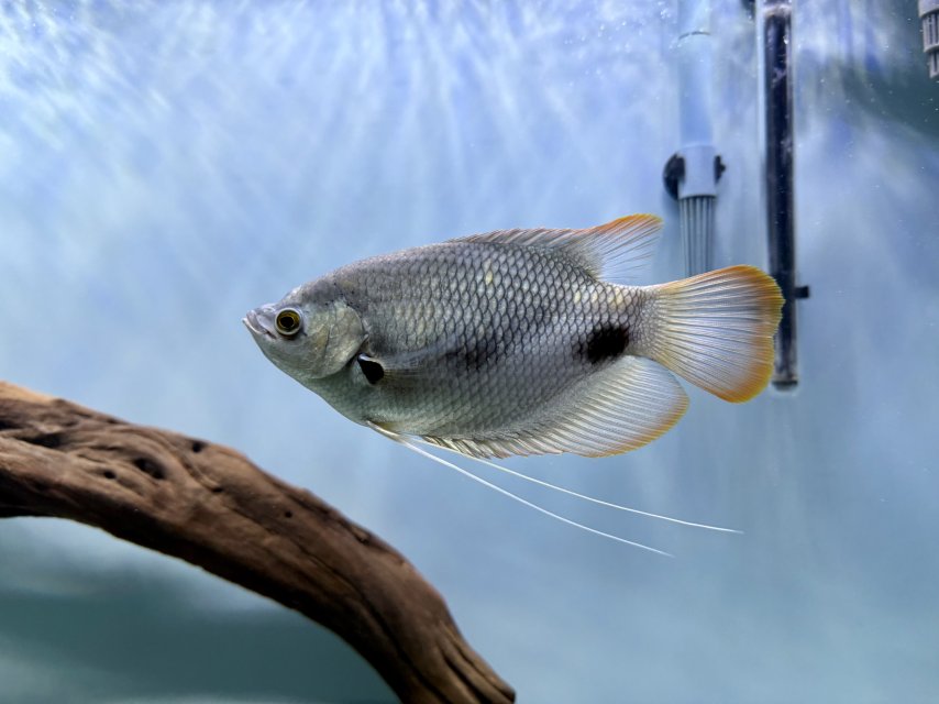 IMG_5559.jpeg IMG_5559.jpeg