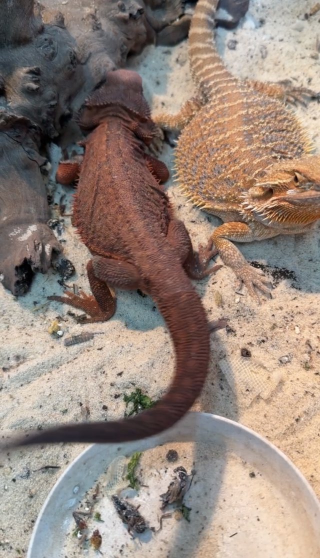 IMG_2109.jpeg IMG_2109.jpeg