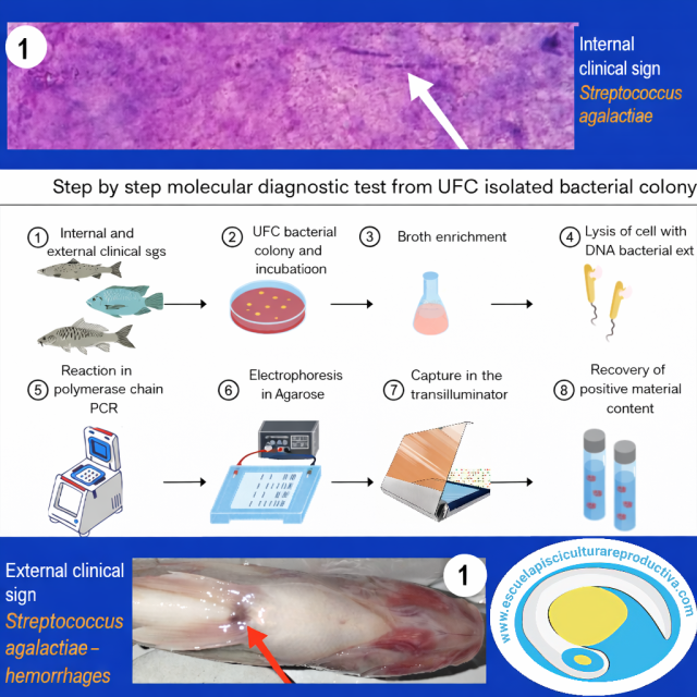 Streptococcus agalactiae diagnostics english.png