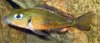 whatisit3.jpg