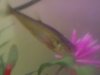 closer.jpg