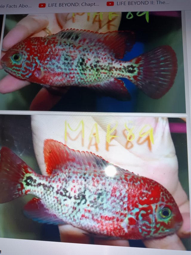 Female Gus Red Spot Hybrid Vieja P.1.jpg