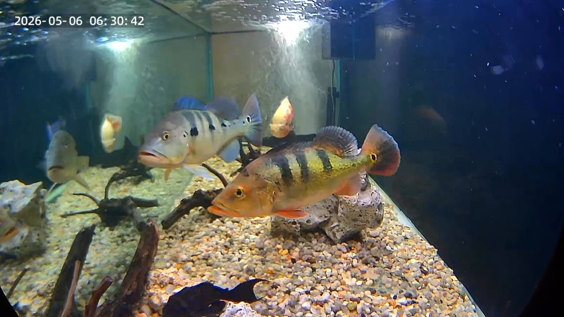 Big Fishies-05-06-2026-01-30-PM.jpeg