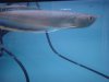 arowana 002.jpg