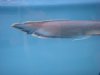 arowana 003.jpg