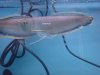 arowana 004.jpg