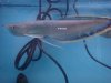 arowana 005.jpg