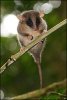 _44307775_possum_300.jpg
