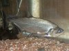 fish 6 001.jpg